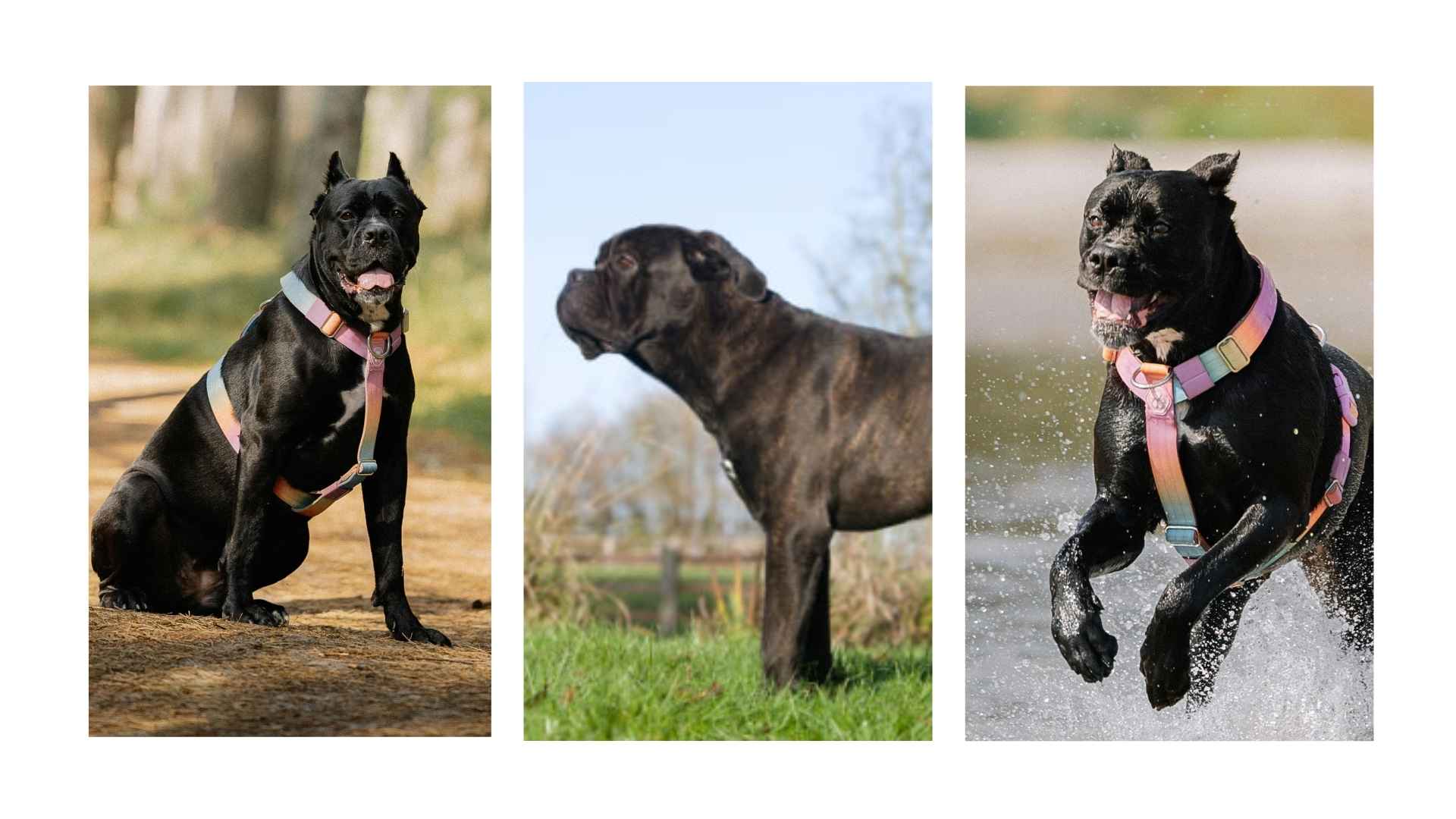 Cane corso